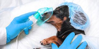 גידול חד במספר מקרי תקיפה בעקבות כלבים משוטטים חופשי נטישת כלבים וטרינר