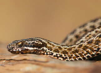 קריית השרון: ניצלו חייו של בן 10 שהוכש על-ידי נחש צפע ניצלו חייו של בן 10 שהוכש על-ידי נחש צפע