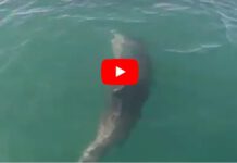 צפו: להקת דולפינים בנתניה – כפי שתיעדו צופי ים נתניה להקת דולפינים בנתניה