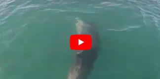 צפו: להקת דולפינים בנתניה – כפי שתיעדו צופי ים נתניה להקת דולפינים בנתניה