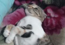 נתניה: עוכב לחקירה בחשד כי זרק חתול מקומה רביעית