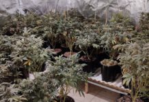 משטרת נתניה חשפה חממה לגידול סמים באבן יהודה חממת סמים ביישוב אבן יהודה