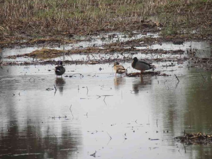 מערכות הגשמים האחרונות, לצד עבודת שיקום אקולוגית של עיריית נתניה, החיו מחדש את פארק שלולית החורף. זה הזמן לבקר.