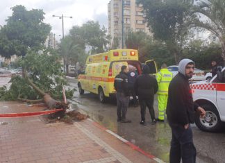 סופת כרמל: תושב נתניה נפצע באורח אנוש מקריסת עץ בנתניה