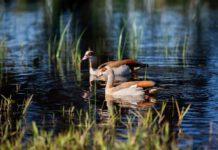 גם נתניה תרוויח: הוטמעה מערכת חדשנית לאיתור מפגעי ריח וזיהום אוויר בעלי כנף רבים פקדו את שלולית החורף. צילום נורית מוזס