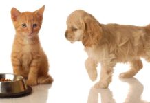 מומחי אנימל שופ: שוק המזון לכלבים וחתולים מושפע מעליות המחירים מזון לכלבים וחתולים מתייקר בכל העולם. מומחי אנימל שופ מרחיבים על הסיבות לכך בכתבה מיוחדת באתר חדשות נתניה און ליין