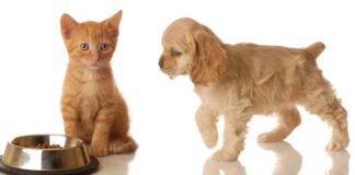 מומחי אנימל שופ: שוק המזון לכלבים וחתולים מושפע מעליות המחירים מזון לכלבים וחתולים מתייקר בכל העולם. מומחי אנימל שופ מרחיבים על הסיבות לכך בכתבה מיוחדת באתר חדשות נתניה און ליין