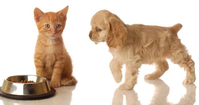 מזון לכלבים וחתולים מתייקר בכל העולם. מומחי אנימל שופ מרחיבים על הסיבות לכך בכתבה מיוחדת באתר חדשות נתניה און ליין