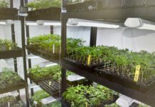 מהצפון לנתניה: תושב הצפון וחתנו גידלו מעבדת הידרו בנתניה