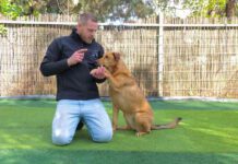 יובל גרין מאלף כלבים מסביר למה כל כלב חייב אילוף ואימון מקצועי יובל גרין מאלף כלבים מומחה ובעלי מרכז UVD מסביר למה כל כלב חייב אילוף