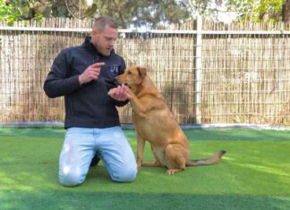 יובל גרין מאלף כלבים מסביר למה כל כלב חייב אילוף ואימון מקצועי יובל גרין מאלף כלבים מומחה ובעלי מרכז UVD מסביר למה כל כלב חייב אילוף