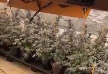 מעבדת ענק לגידול קנאביס נחשפה בנתניה מעבדה לגידול קנביס בתנאי מעבדה שנחשפה בנתניה.