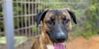 השירות הווטרינרי בנתניה במאמץ לאתר בתי אומנה לכלבי וחתולי הדרום דרושים בתי אומנה לכלבים שהגיעו לנתניה עם אלפי מפוני עוטף עזה