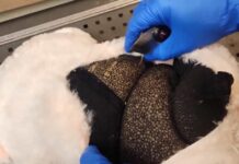 כך ניסה להבריח תושב נתניה לישראל 7 ק"ג זרעי קנאביס בודקי המכס מאתרים זרעי קנאביס שהוחבאו בתוך בובות על-ידי תושב נתניה.