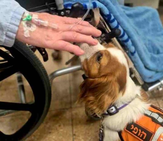 כך שימחו חברי יחידת כלבי החוסן מאושפזים בבית חולים לניאדו חברי יחידת כלבי החוסן של איחוד הצלה ביקרו בבית חולים לניאדו - נתניה יחד עם הכלבים.