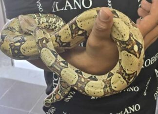 מקרים הזויים: טייל עם נחש בחוף נתניה נחש בחוף נתניה. בעלי הנחש, שהגיע לטיול בחוף, נקנס בגין הפרעה לציבור.